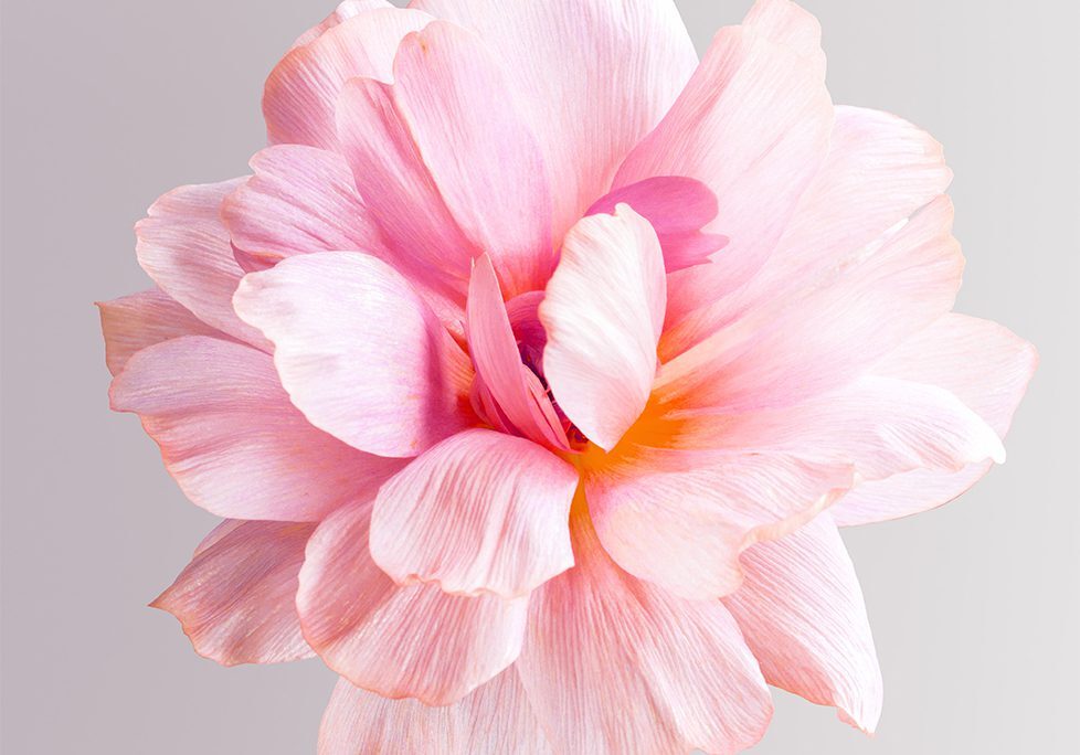 A pink flower with yellow stamen and white petals.
