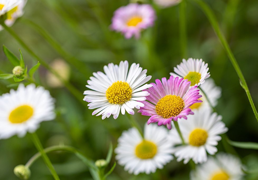A close up of some daisies in the grass