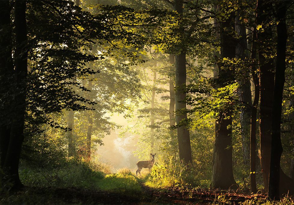 _0002_GettyImages-1700574233 A deer in the middle of a forest with sun shining through trees.