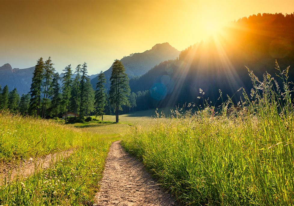 A trail in the middle of a field with trees and mountains