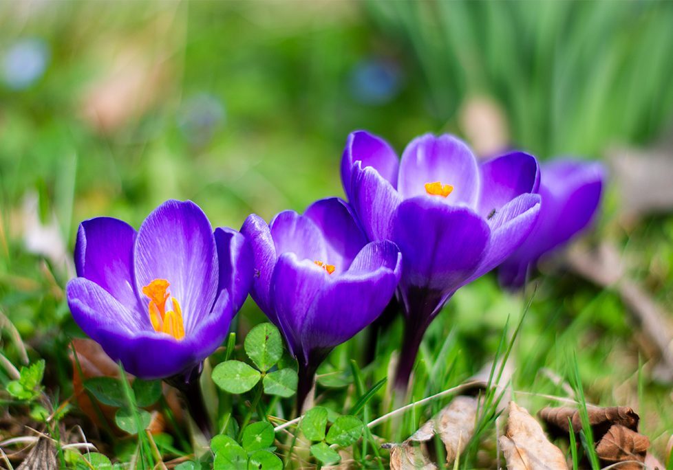 A close up of purple flowers in the grass.