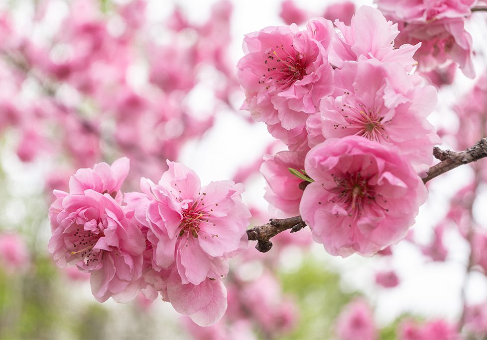 A close up of pink flowers on a tree
