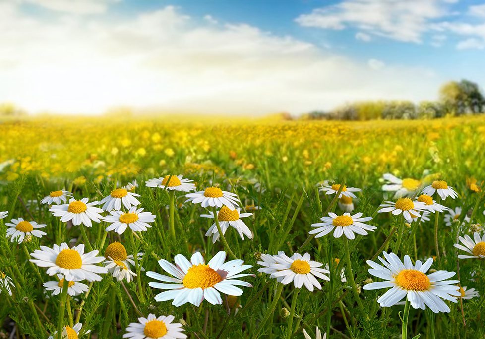 _0003_GettyImages-1942288373 A field of daisies in the middle of a green pasture.