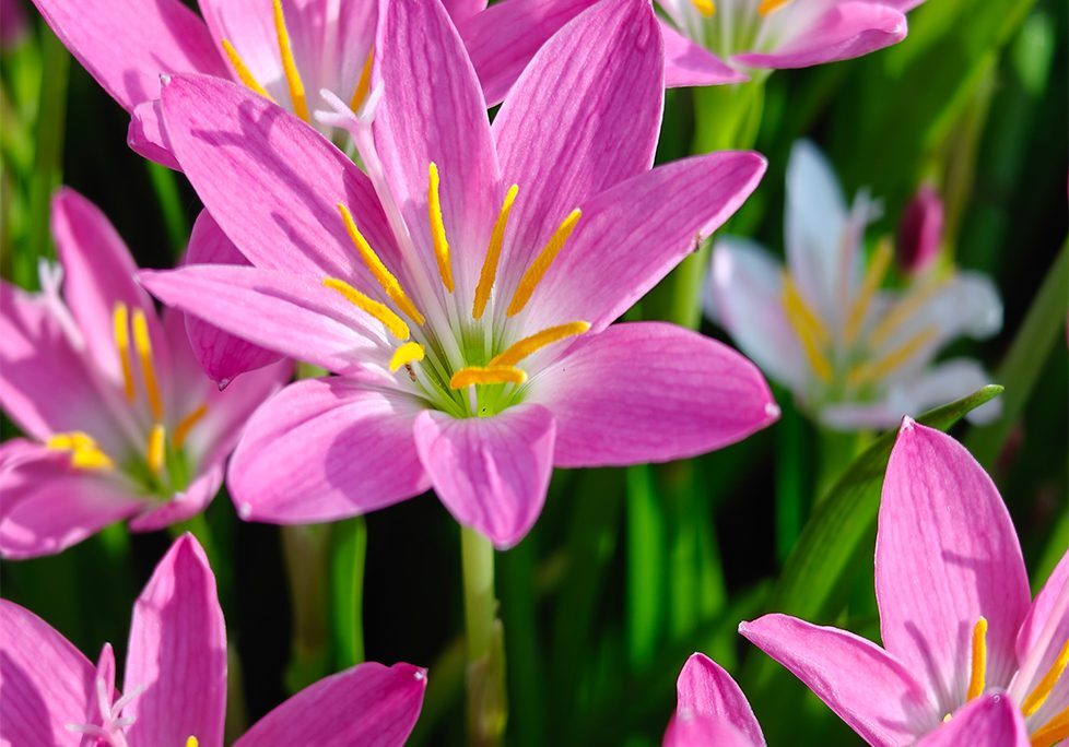 _0003_GettyImages-2165818823 A close up of pink flowers with yellow centers