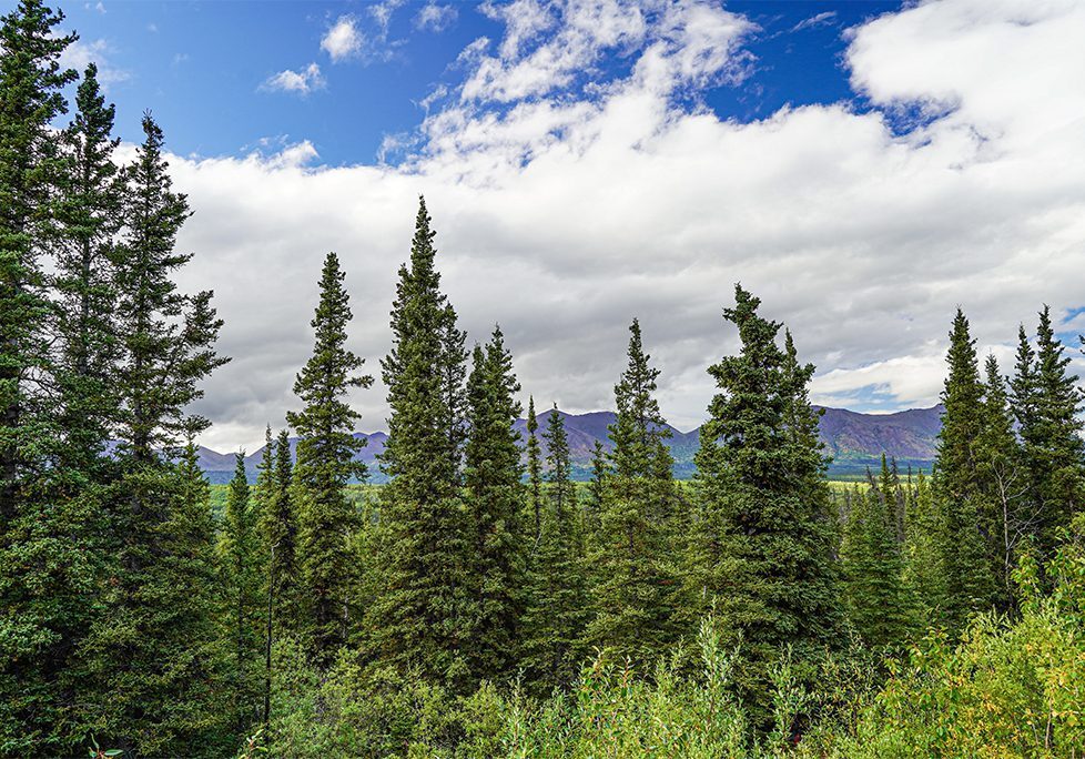_0004_GettyImages-1422078710 A group of trees in the middle of a forest.