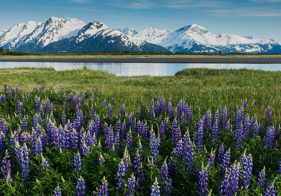 _0004_GettyImages-1933318186 A field of purple flowers near the water.