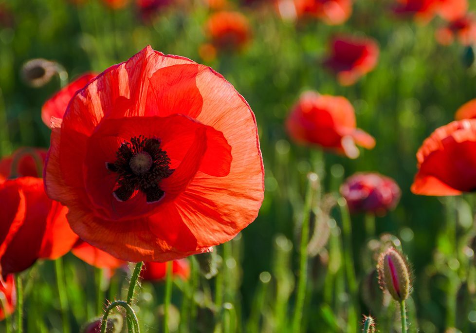 A field of red flowers with green grass.