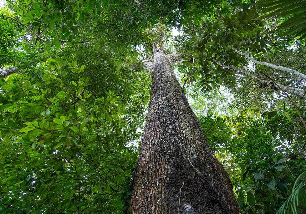 _0004_GettyImages-2156355719 A tree with many leaves on it's side
