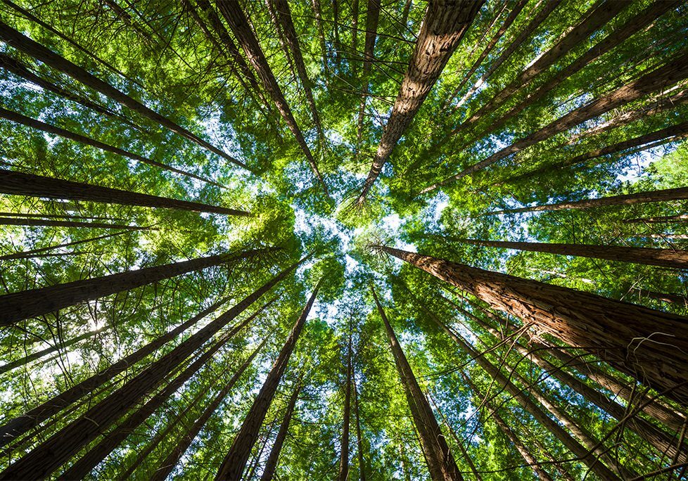 A view of the sky from below looking up at trees.