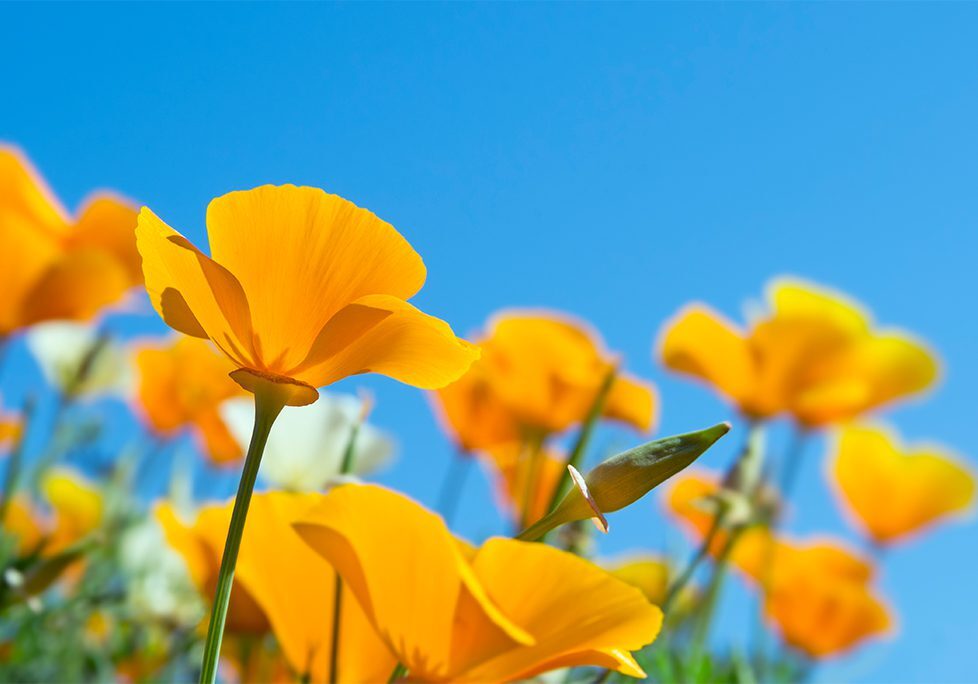 A close up of some yellow flowers in the grass
