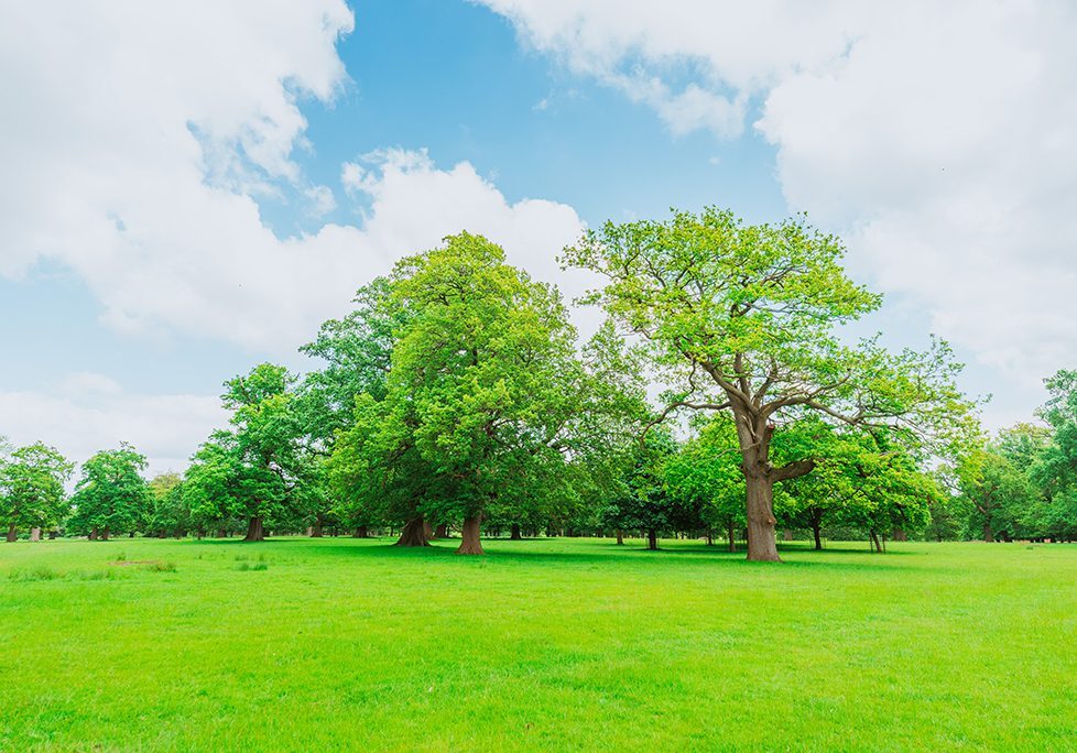 A field with many trees and grass