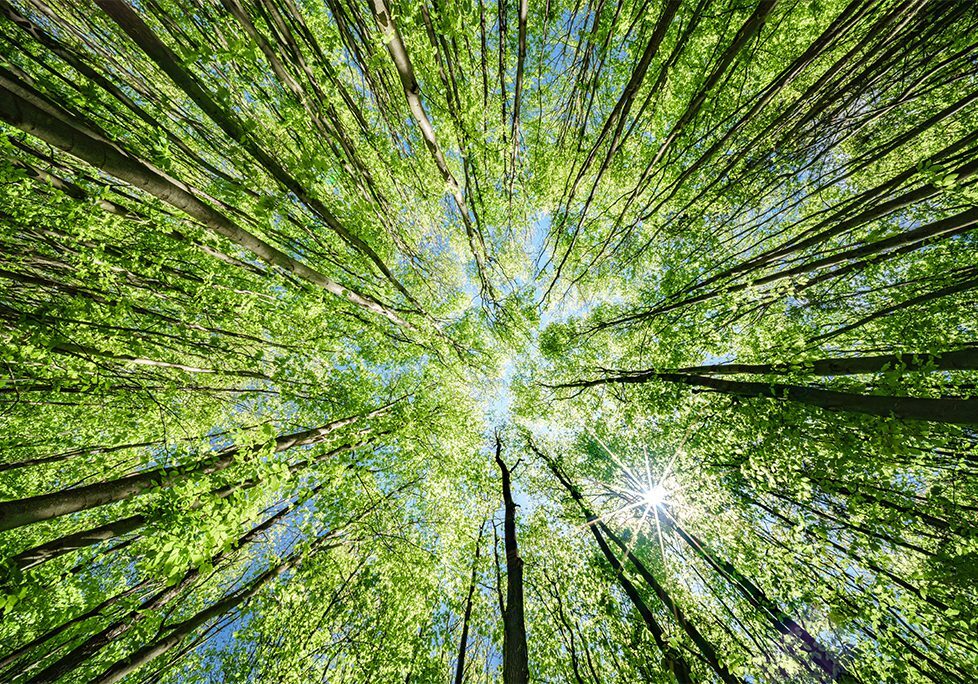A view of the sky through trees from below.