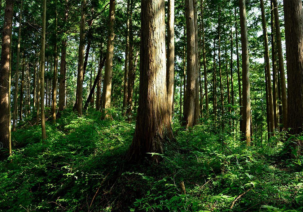 A forest with trees and bushes in the foreground.