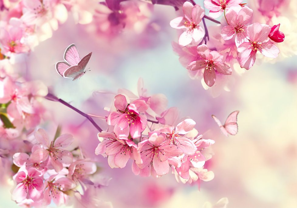 A close up of some pink flowers with a butterfly
