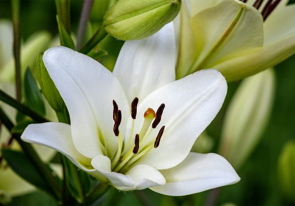 _0006_GettyImages-2152498169 A close up of the flower of an oriental lily