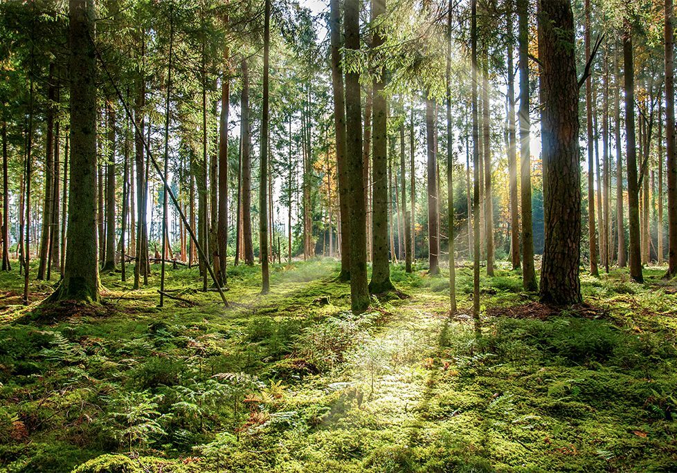 A forest with trees and grass in the middle of it