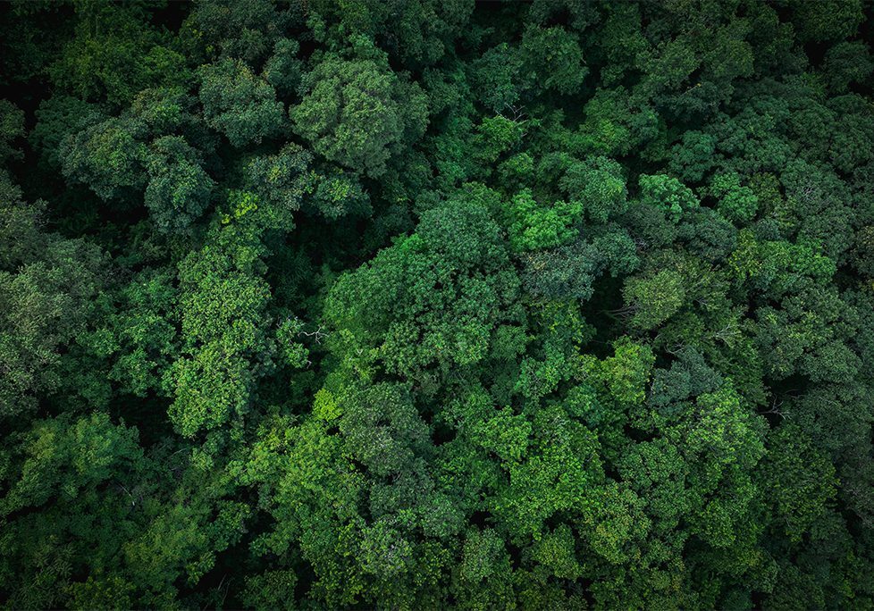 A view of trees from above, taken by an aerial photographer.