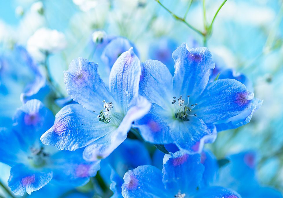 _0007_GettyImages-2068308743 A close up of blue flowers with purple centers