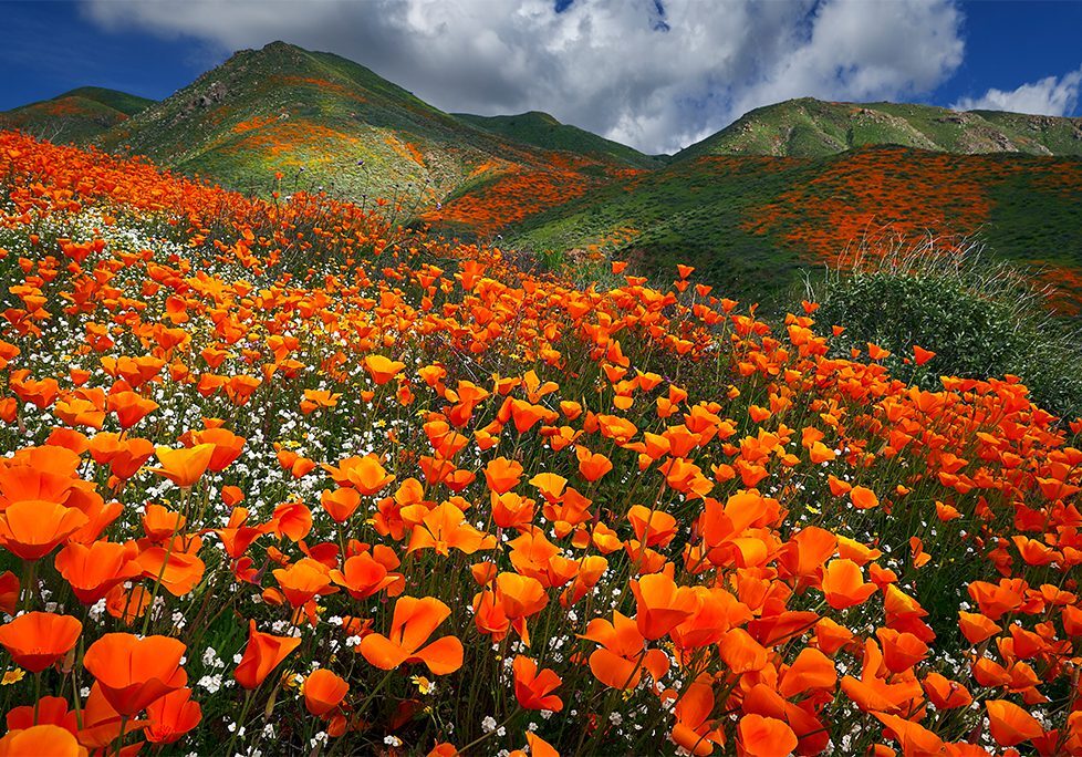 A field of orange flowers in front of mountains.