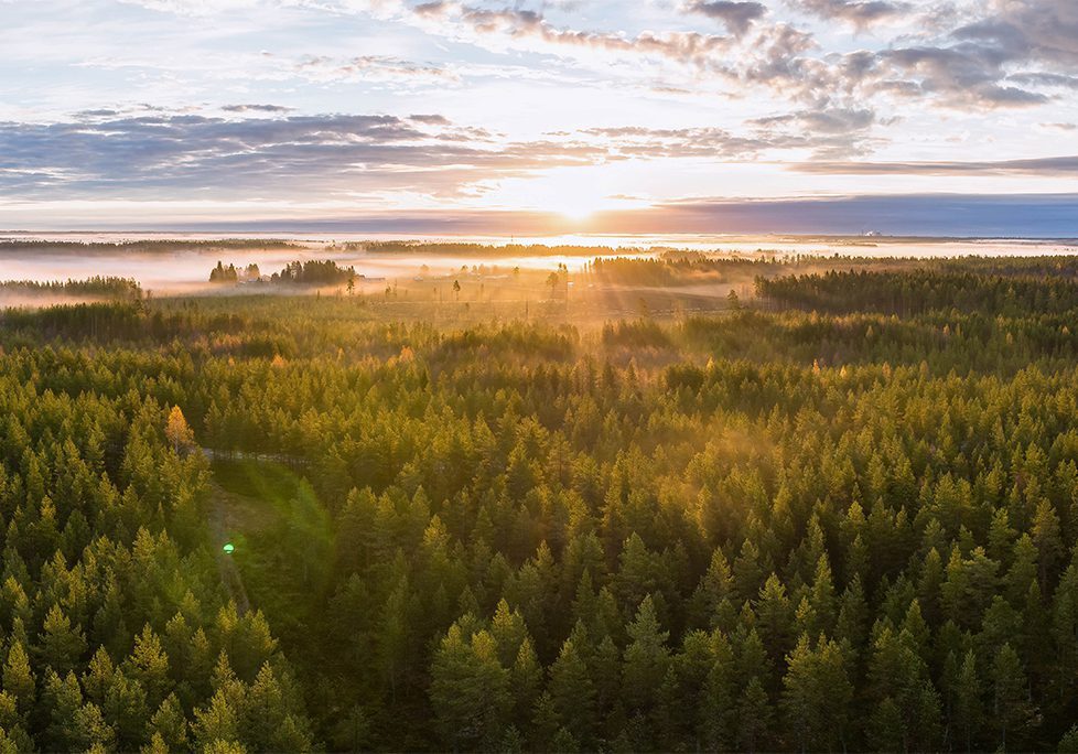 _0008_GettyImages-1786524619 A view of the sun setting over a forest.