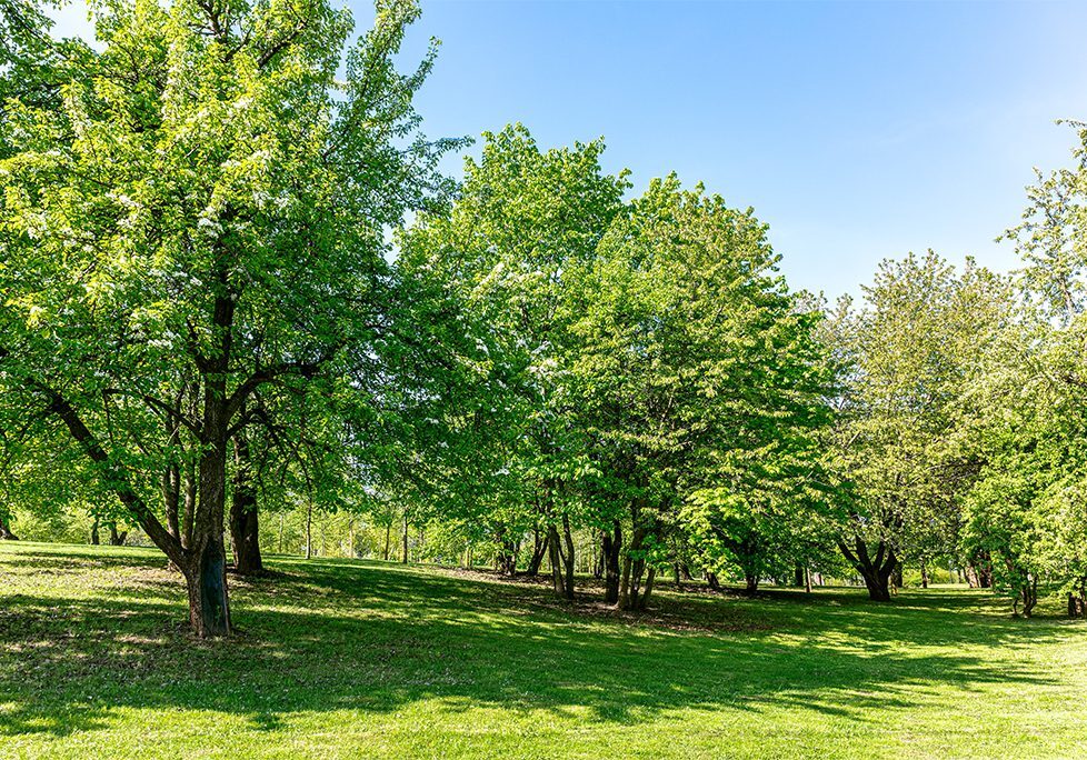 A park with many trees and grass