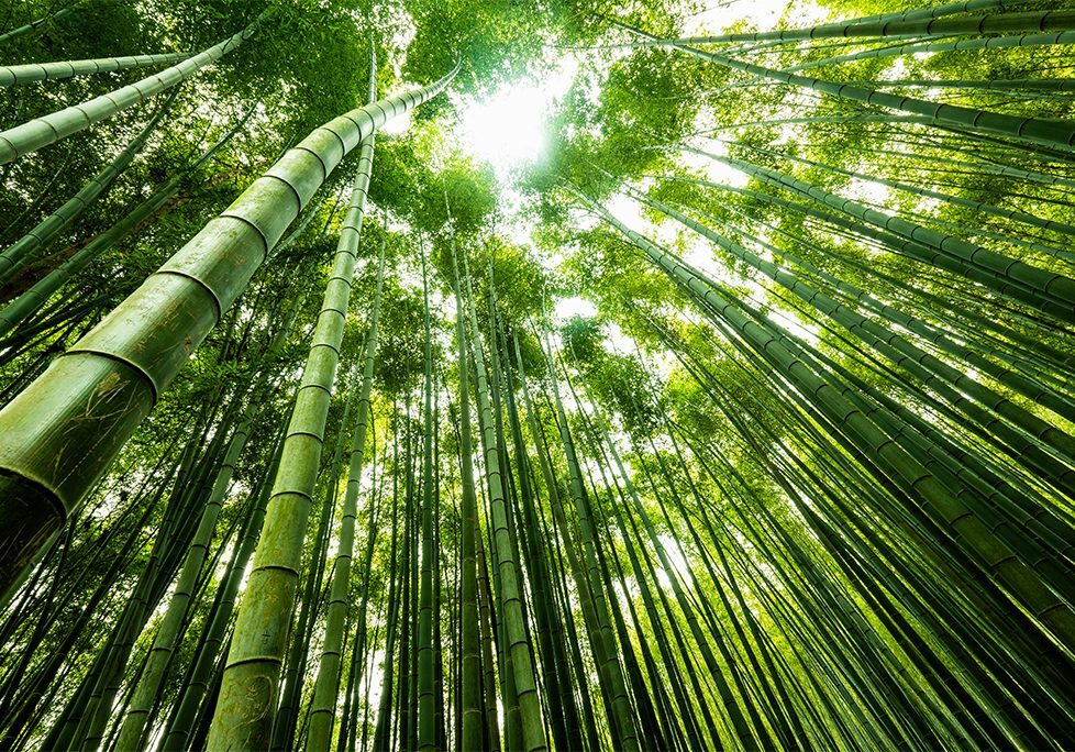 A view of the tops of bamboo trees.