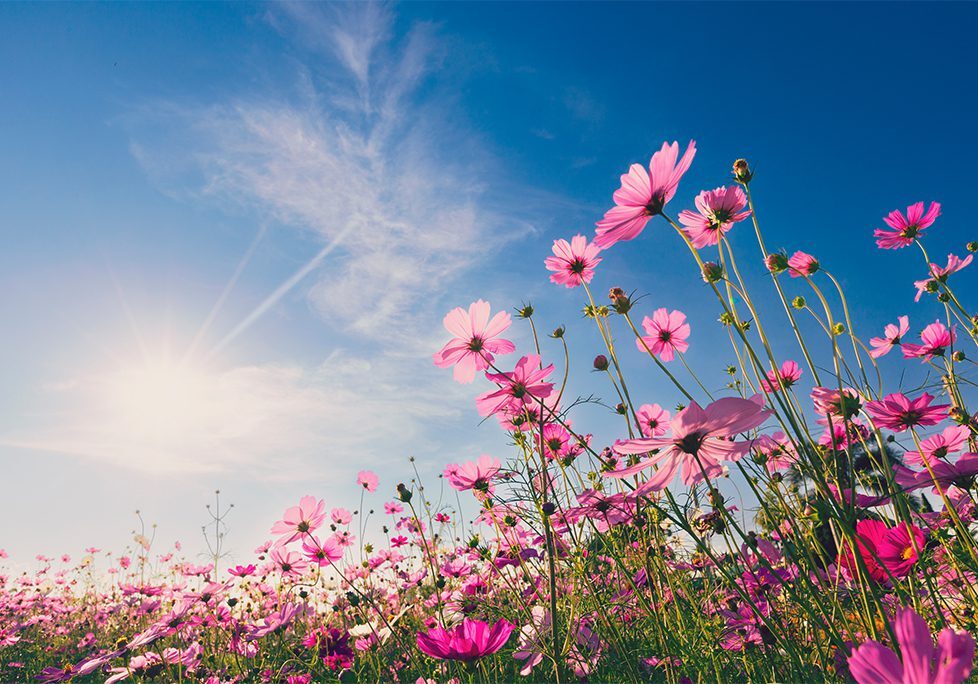 A field of pink flowers under the blue sky.