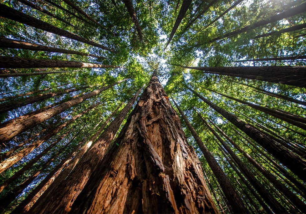 A tree with many trees in the background
