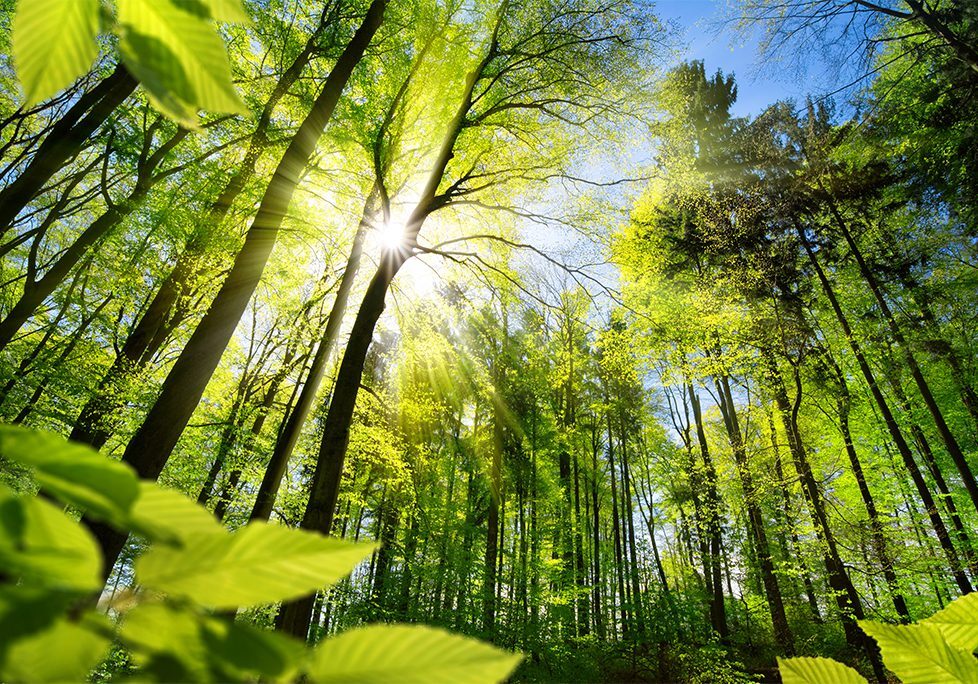 _0010_GettyImages-1224620404 A forest with trees and leaves in the foreground.