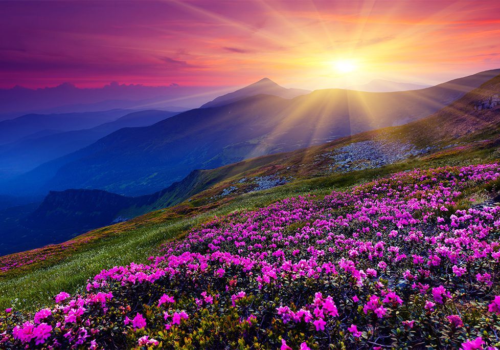A beautiful sunset over the mountains with purple flowers.