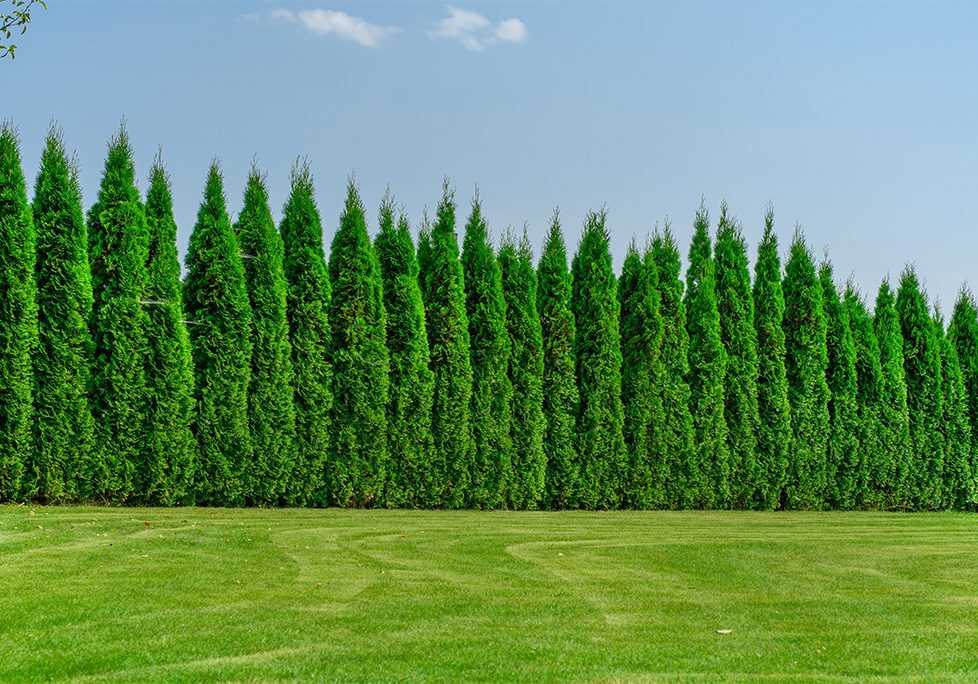 A row of trees in the middle of a field.