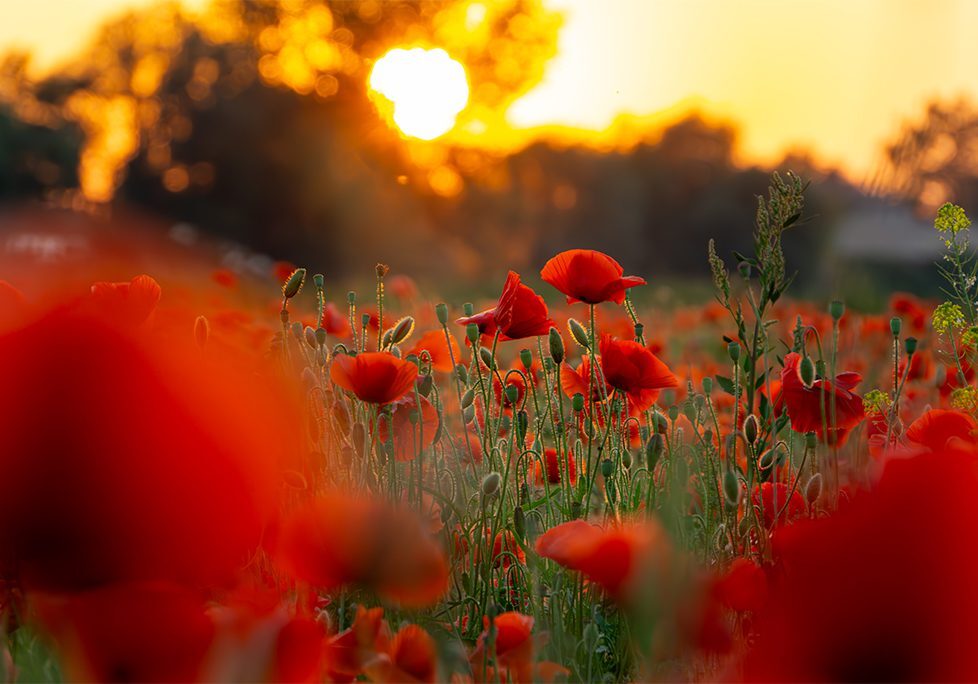 A field of red flowers with the sun setting in the background.