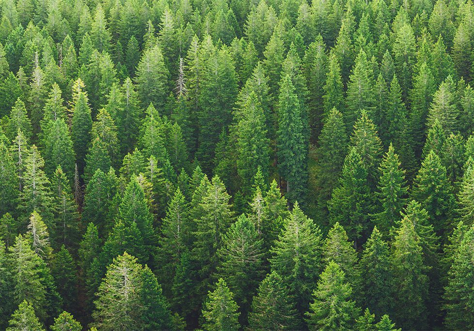 _0011_GettyImages-1205569661 A forest of trees with green leaves on them.