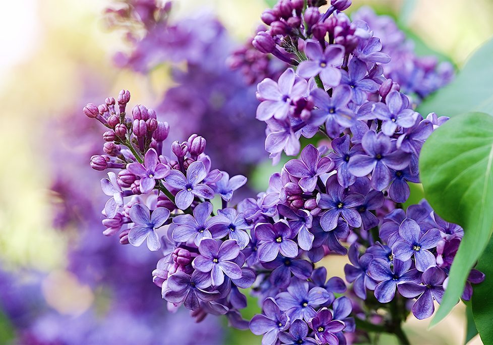 _0011_GettyImages-1479694921 A close up of purple flowers with blurry background