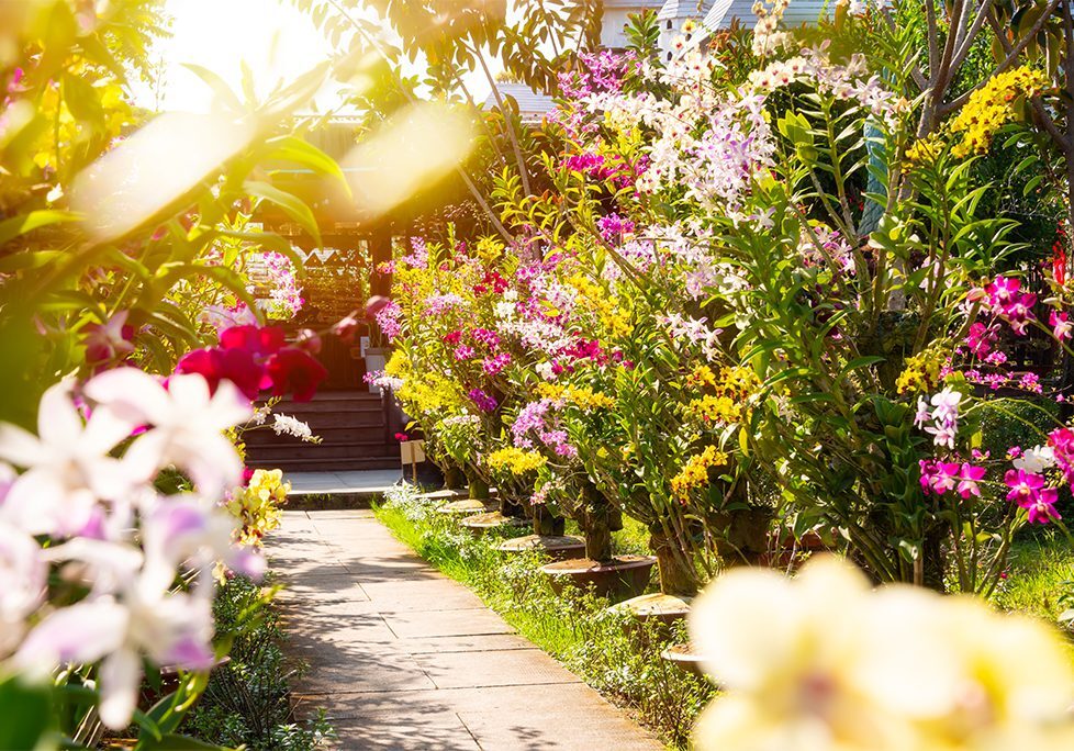 A garden with many flowers and trees