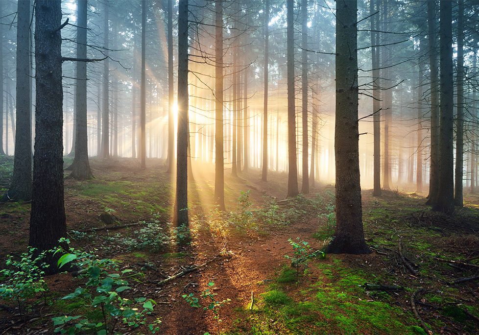 _0012_GettyImages-1179385633 A forest with trees and grass in the foreground.