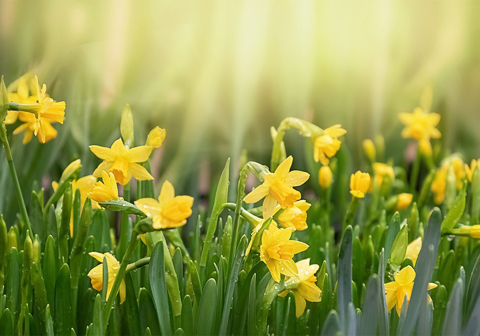 A field of yellow flowers in the sunlight.
