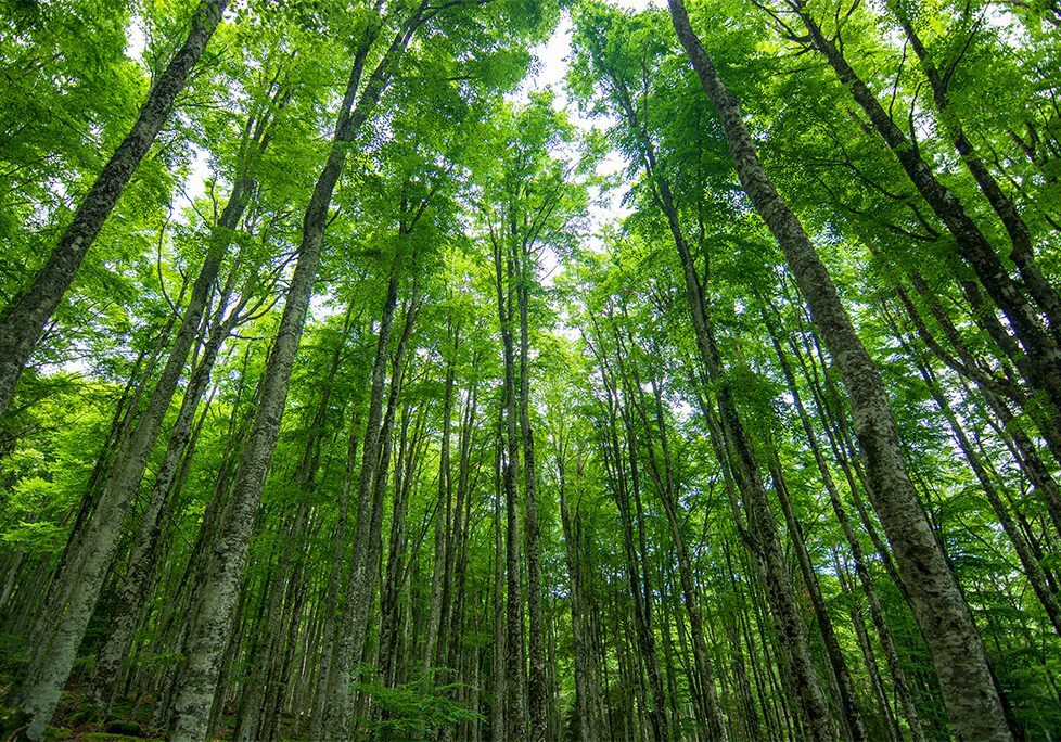 _0012_GettyImages-1471370789 A forest filled with tall trees and green leaves.