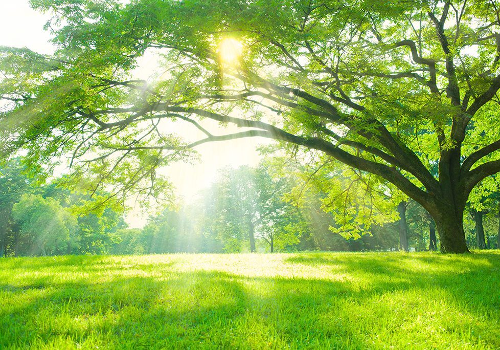 A tree with sun shining through it in the middle of a field.