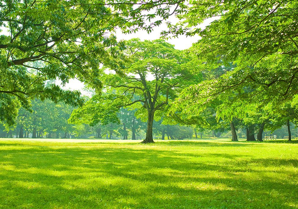 _0013_GettyImages-1131805687 A large tree in the middle of a park.