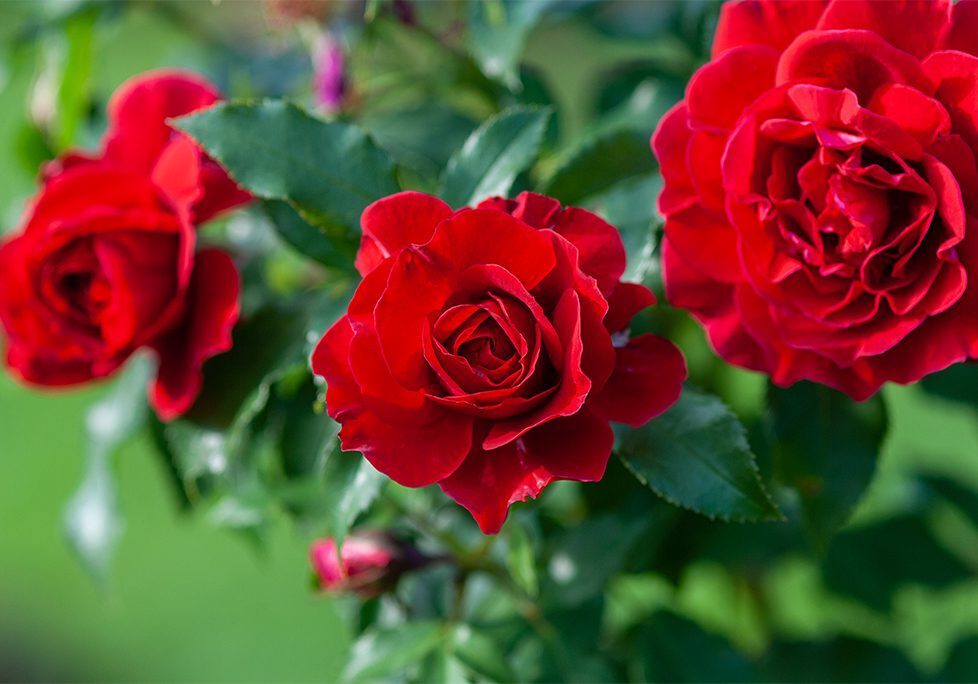 A close up of some red roses in the sun.
