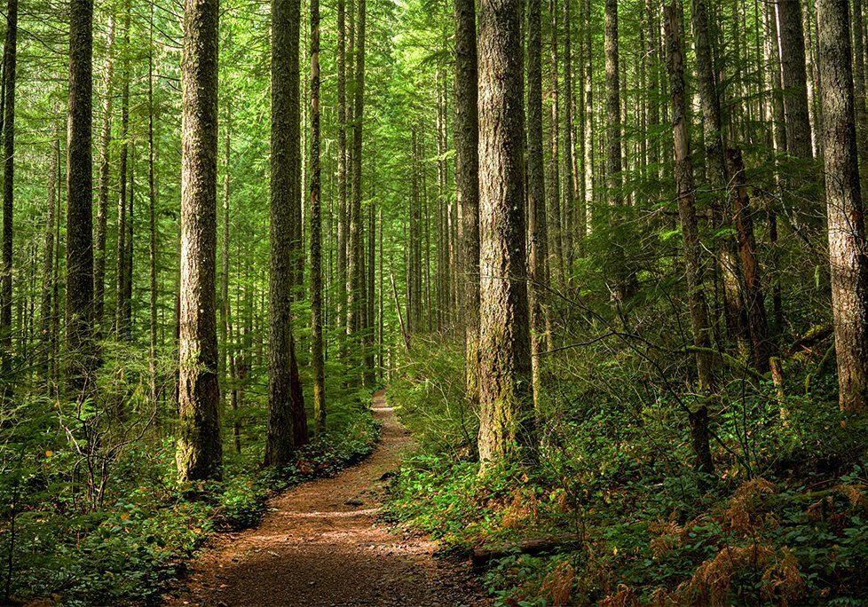 _0013_GettyImages-1446199740 A trail in the middle of a forest with trees.