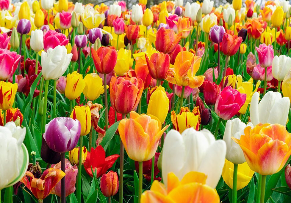 A field of colorful flowers with green leaves.