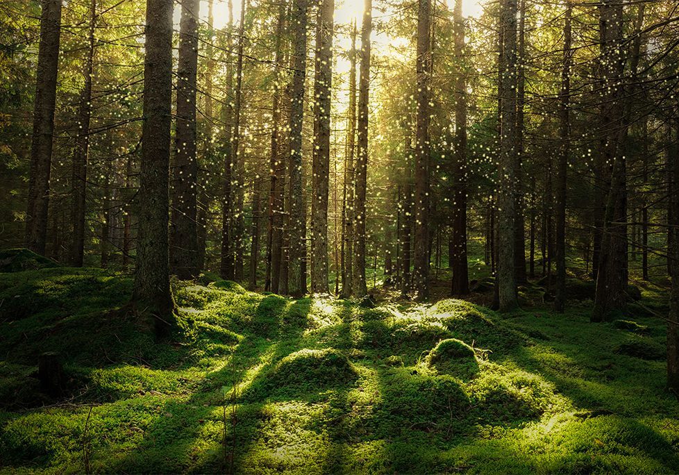 _0014_GettyImages-1082411378 A forest with trees and grass in the middle of it
