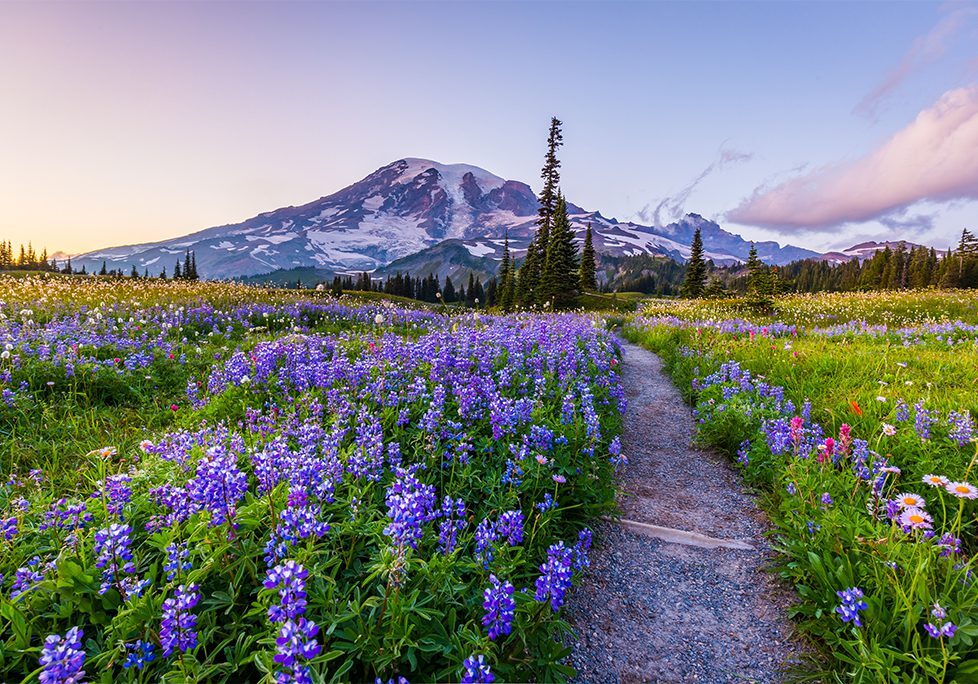 A trail in the middle of a field with purple flowers.