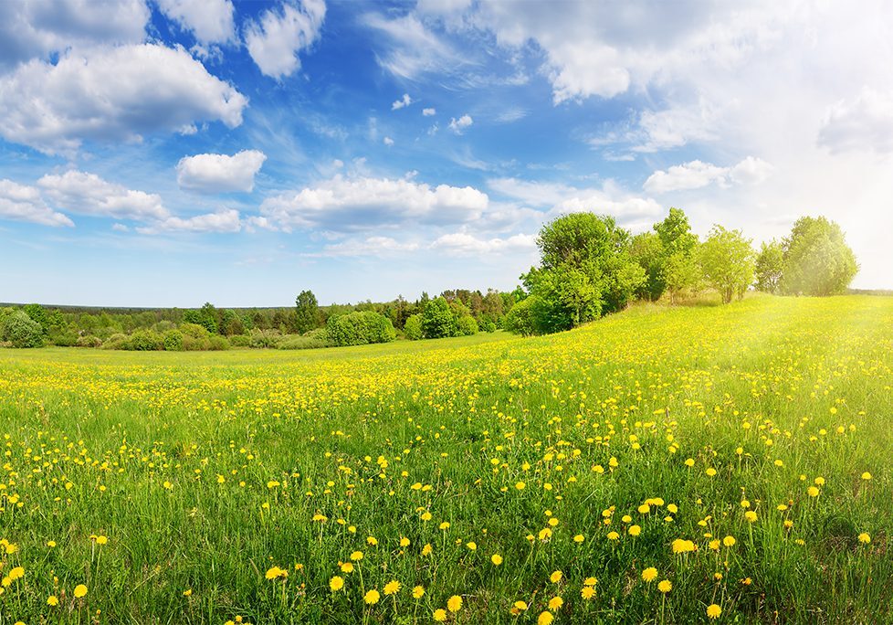 _0014_GettyImages-1461317232 A field of flowers and trees under a blue cloudy sky.