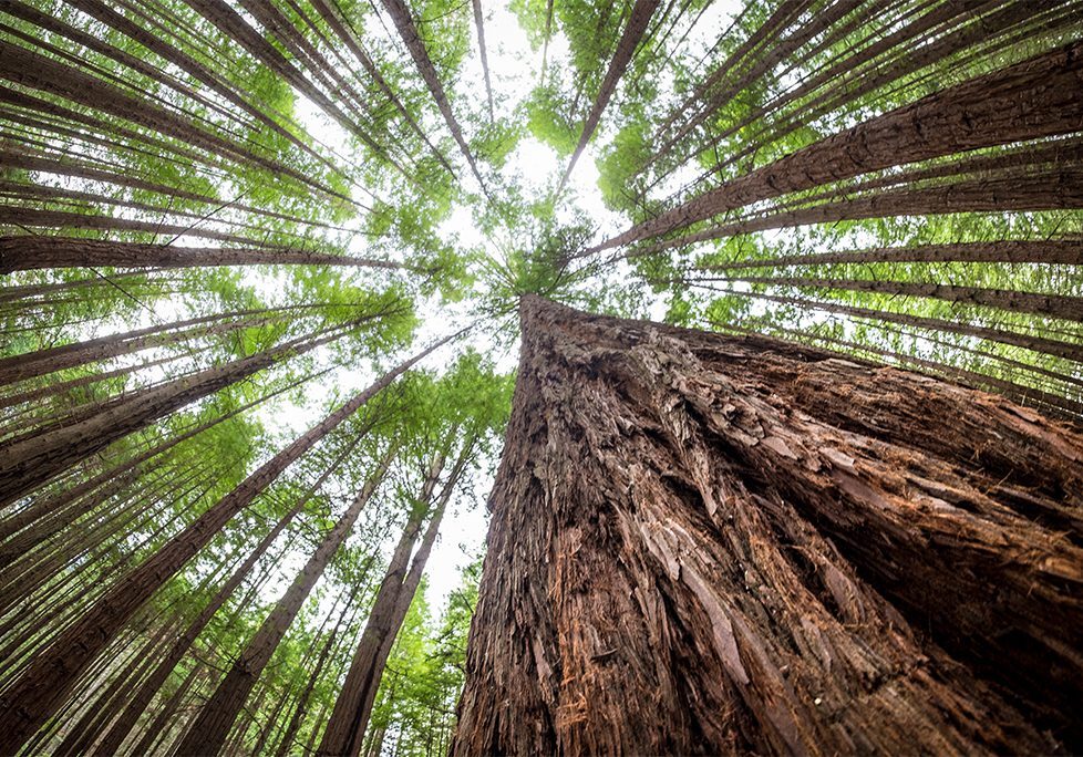 _0015_GettyImages-1069462872 A view of the top of a tree from below.