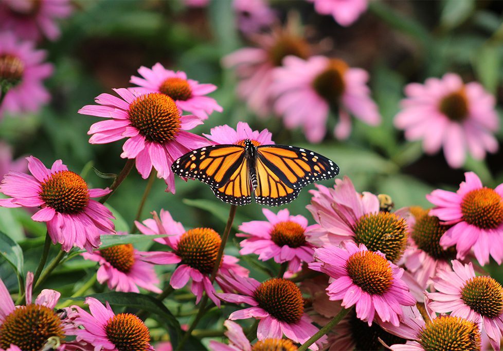 A butterfly is sitting on the flower of purple coneflowers.