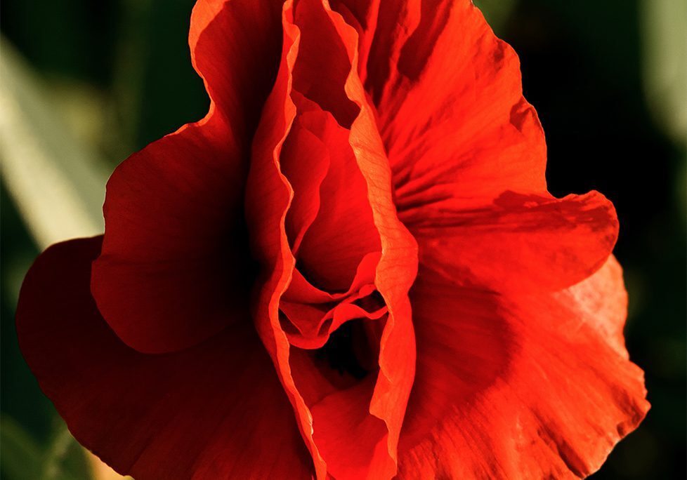 _0015_GettyImages-1323079334 A close up of the flower petals of an orange flower.
