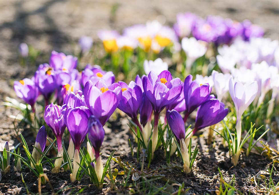A group of purple flowers growing in the dirt.